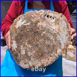 16.41LB Natural Petrified Wood Crystal Fossil Slice Shape Specimen Healing