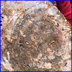 16.41LB Natural Petrified Wood Crystal Fossil Slice Shape Specimen Healing