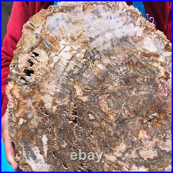 16.41LB Natural Petrified Wood Crystal Fossil Slice Shape Specimen Healing