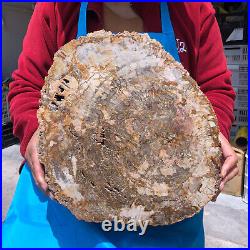 16.41LB Natural Petrified Wood Crystal Fossil Slice Shape Specimen Healing