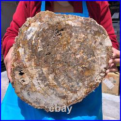 16.41LB Natural Petrified Wood Crystal Fossil Slice Shape Specimen Healing