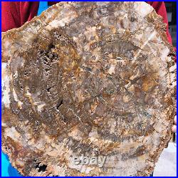 16.41LB Natural Petrified Wood Crystal Fossil Slice Shape Specimen Healing