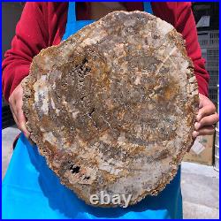 16.41LB Natural Petrified Wood Crystal Fossil Slice Shape Specimen Healing