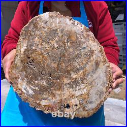 16.41LB Natural Petrified Wood Crystal Fossil Slice Shape Specimen Healing