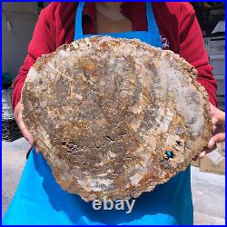 16.41LB Natural Petrified Wood Crystal Fossil Slice Shape Specimen Healing