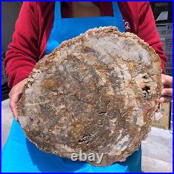 16.41LB Natural Petrified Wood Crystal Fossil Slice Shape Specimen Healing