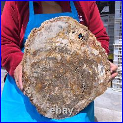 16.41LB Natural Petrified Wood Crystal Fossil Slice Shape Specimen Healing