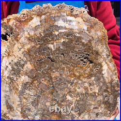 16.41LB Natural Petrified Wood Crystal Fossil Slice Shape Specimen Healing