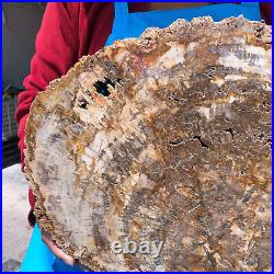 16.41LB Natural Petrified Wood Crystal Fossil Slice Shape Specimen Healing