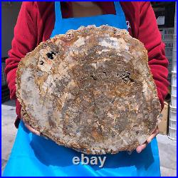 16.41LB Natural Petrified Wood Crystal Fossil Slice Shape Specimen Healing