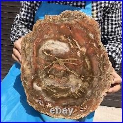 16.41LB Natural Petrified Wood Fossil Crystal Polished Slice- Madagascar
