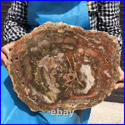 16.41LB Natural Petrified Wood Fossil Crystal Polished Slices Healing HH25