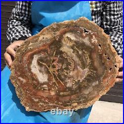 16.41LB Natural Petrified Wood Fossil Crystal Polished Slices Healing HH25