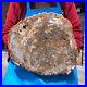 16_41LB_Natural_petrified_wood_fossil_crystal_polished_slice_Madagascar_1124_01_sj