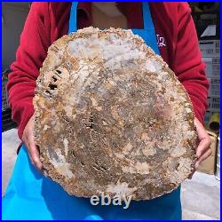 16.41LB Natural petrified wood fossil crystal polished slice Madagascar 1124