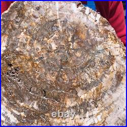 16.41LB Natural petrified wood fossil crystal polished slice Madagascar 1124