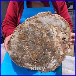 16.41LB Natural petrified wood fossil crystal polished slice Madagascar 1124