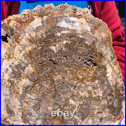 16.41lb Natural Petrified Wood Fossil Crystal Polished Slice