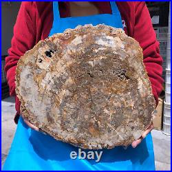 16.41lb Natural Petrified Wood Fossil Crystal Polished Slice