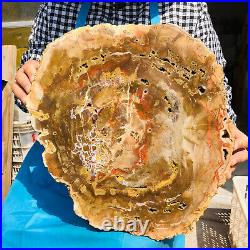 16.47LB Natural Petrified Wood Fossil Crystal Polished Slices Healing HH5