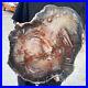 16_4lb_Rare_Natural_petrified_wood_rough_Wood_fossil_mineral_specimen_healing_01_vxr