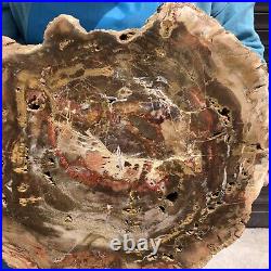 16.85LB Natural Petrified Wood Fossil Crystal Polished Slices Healing HH11