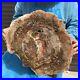 16_85LB_Natural_Petrified_Wood_Slice_Real_Authentic_Piece_History_Fossil_11_01_qfcy