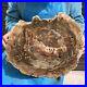 16_85LB_Natural_petrified_wood_fossil_crystal_polished_slice_Madagascar_11_01_sgqu
