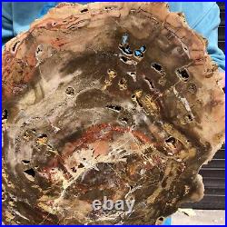 16.85LB Natural petrified wood fossil crystal polished slice Madagascar 11 16.85LB Natural petrified wood fossil crystal polished slice Madagascar 11