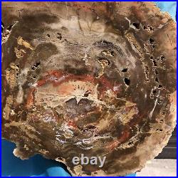 16.85LB Natural petrified wood fossil crystal polished slice Madagascar 11 16.85LB Natural petrified wood fossil crystal polished slice Madagascar 11