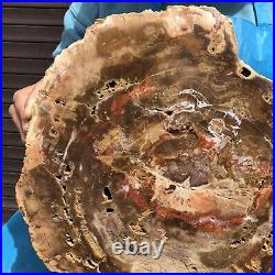 16.85LB Natural petrified wood fossil crystal polished slice Madagascar 11 16.85LB Natural petrified wood fossil crystal polished slice Madagascar 11