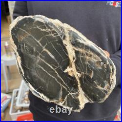 16.8lb Rare Natural petrified wood rough Wood fossil mineral specimen healing 16.8lb Rare Natural petrified wood rough Wood fossil mineral specimen healing
