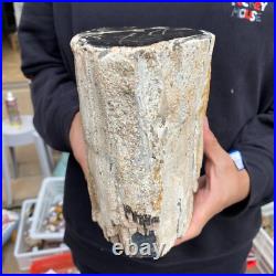 16.8lb Rare Natural petrified wood rough Wood fossil mineral specimen healing 16.8lb Rare Natural petrified wood rough Wood fossil mineral specimen healing