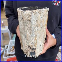 16.8lb Rare Natural petrified wood rough Wood fossil mineral specimen healing 16.8lb Rare Natural petrified wood rough Wood fossil mineral specimen healing