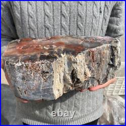 16.9lb Rare Natural petrified wood rough Wood fossil mineral specimen healing 16.9lb Rare Natural petrified wood rough Wood fossil mineral specimen healing