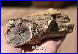 16 LBS Natural Rough Petrified Agatized Eocene Period Wood For Lapidary, Wyoming
