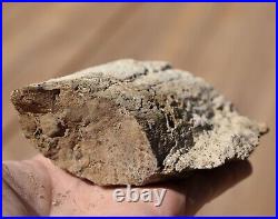 16 LBS Natural Rough Petrified Agatized Eocene Period Wood For Lapidary, Wyoming
