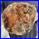 17_2lb_Rare_Natural_petrified_wood_rough_Wood_fossil_mineral_specimen_healing_01_xwig