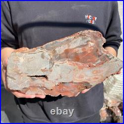 17.2lb Rare Natural petrified wood rough Wood fossil mineral specimen healing 17.2lb Rare Natural petrified wood rough Wood fossil mineral specimen healing