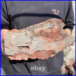 17.2lb Rare Natural petrified wood rough Wood fossil mineral specimen healing