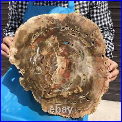 17.38LB Natural Petrified Wood Fossil Crystal Polished Slice