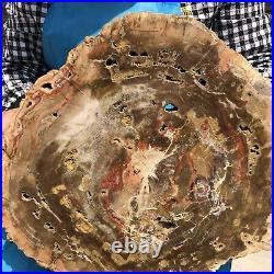 17.38LB Natural Petrified Wood Fossil Crystal Polished Slice- Madagascar