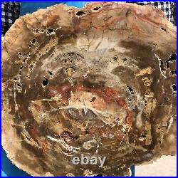 17.38LB Natural Petrified Wood Fossil Crystal Polished Slice Madagascar 34