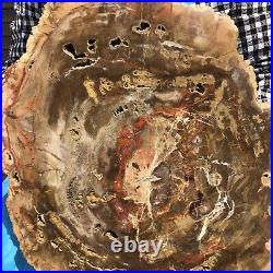 17.38LB Natural Petrified Wood Fossil Crystal Polished Slices Healing HH34