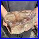 17_7lb_Rare_Natural_petrified_wood_rough_Wood_fossil_mineral_specimen_healing_01_yvvw