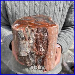 17.7lb Rare Natural petrified wood rough Wood fossil mineral specimen healing 17.7lb Rare Natural petrified wood rough Wood fossil mineral specimen healing