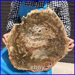 17.82LB Natural Petrified Wood Fossil Crystal Polished Slices Healing HH31