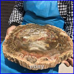 17.82LB Natural Petrified Wood Fossil Crystal Polished Slices Healing HH31
