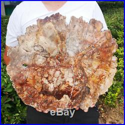 17.8LB Natural Petrified Wood Fossil Crystal Polished Slice Madagascar