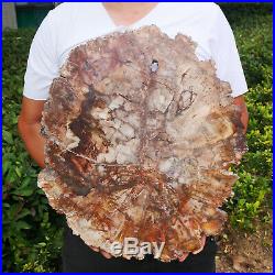 17.8LB Natural Petrified Wood Fossil Crystal Polished Slice Madagascar